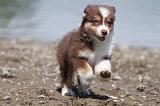 BERGER AUSTRALIEN PUPPIES 145
